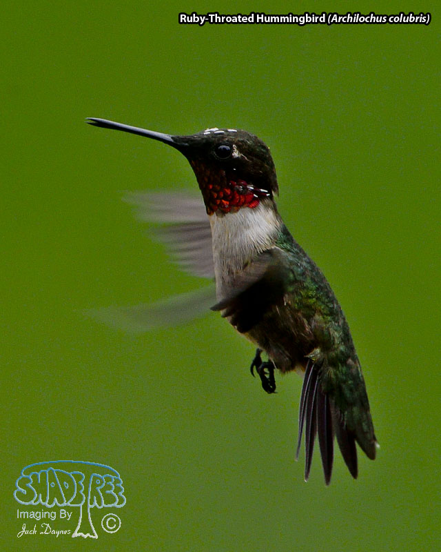 Ruby-Throated Hummingbird - Archilochus colubris