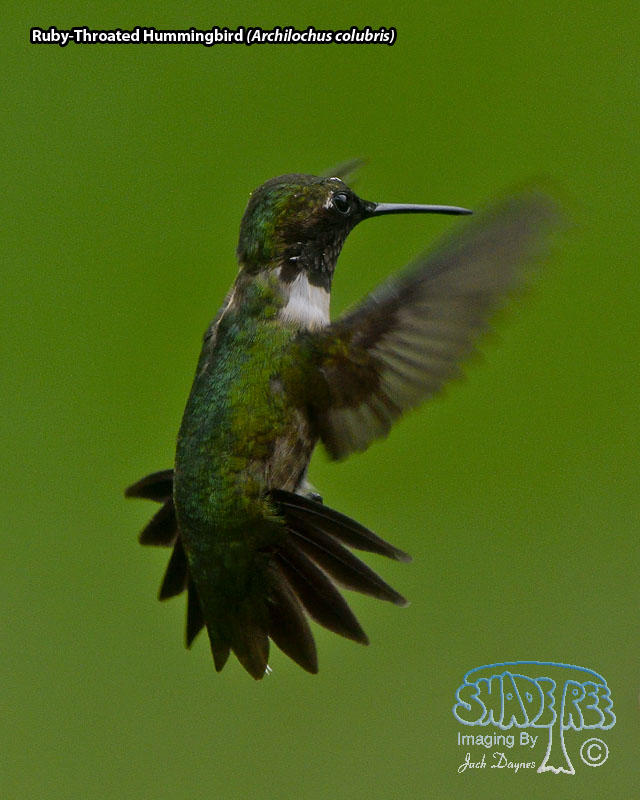 Ruby-Throated Hummingbird - Archilochus colubris