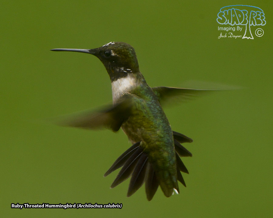 Ruby-Throated Hummingbird - Archilochus colubris