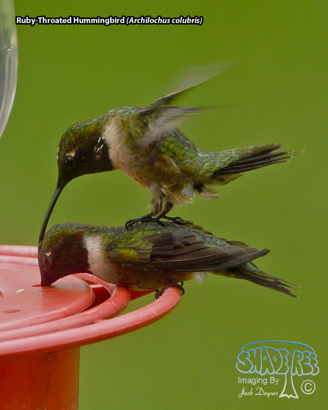 Ruby-Throated Hummingbird - Archilochus colubris
