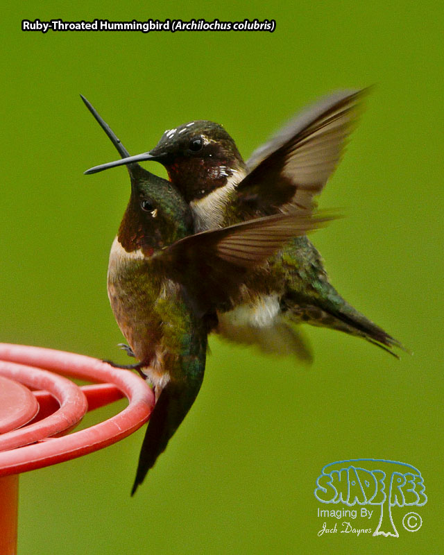 Ruby-Throated Hummingbird - Archilochus colubris
