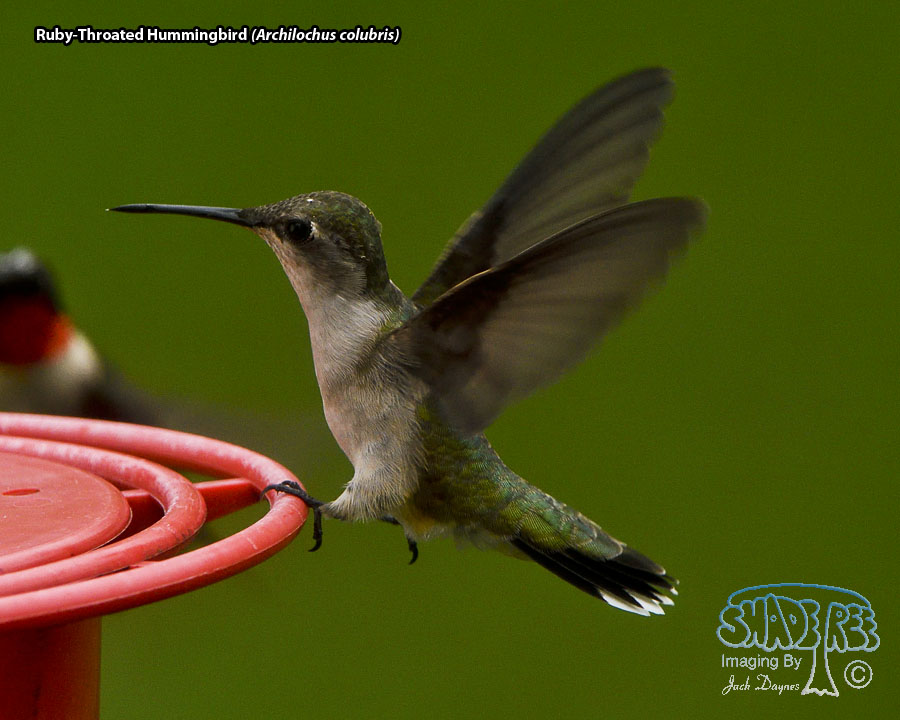Ruby-Throated Hummingbird - Archilochus colubris
