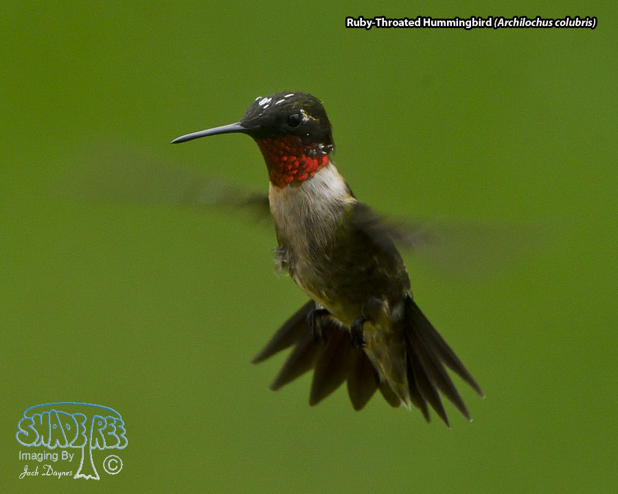 Ruby-Throated Hummingbird - Archilochus colubris