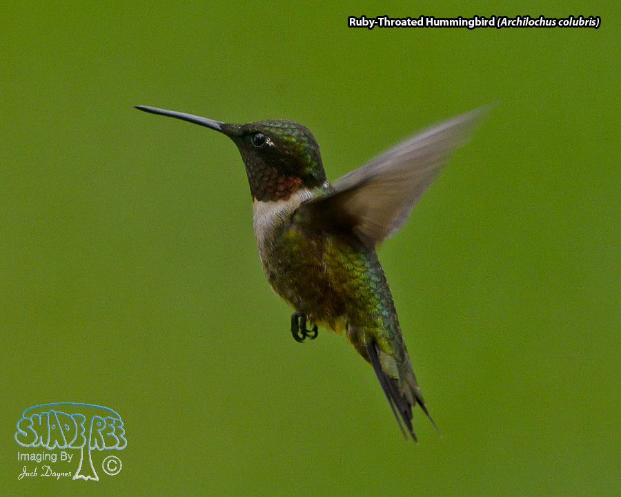 Ruby-Throated Hummingbird - Archilochus colubris