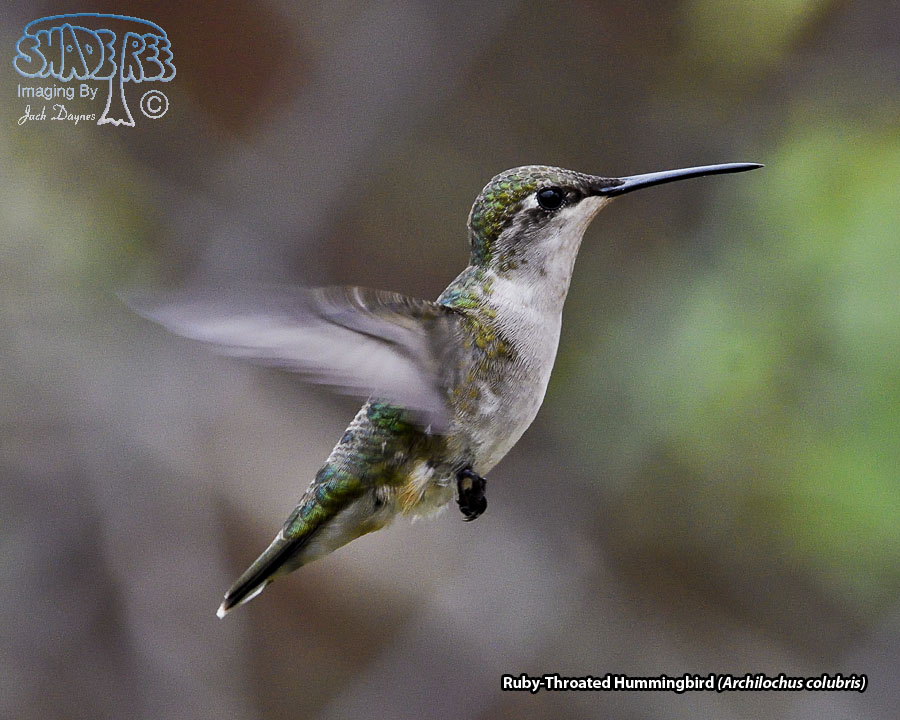 Ruby-Throated Hummingbird - Archilochus colubris