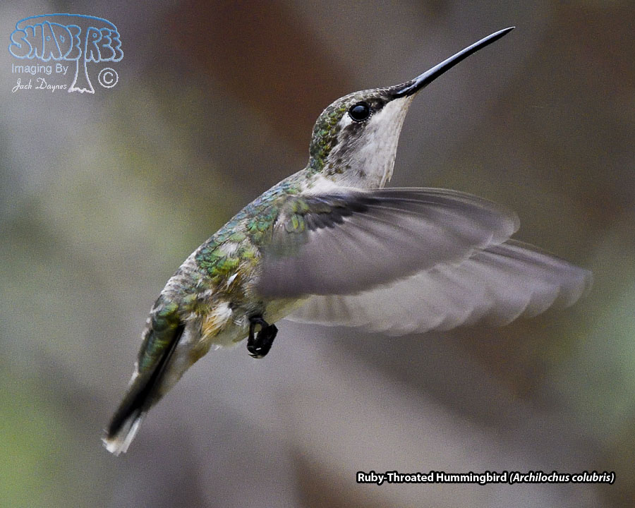 Ruby-Throated Hummingbird - Archilochus colubris