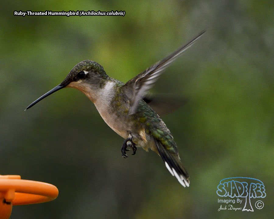 Ruby-Throated Hummingbird - Archilochus colubris