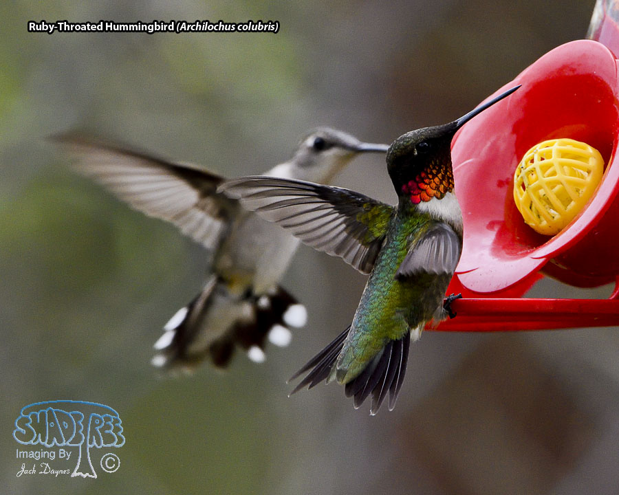 Ruby-Throated Hummingbird - Archilochus colubris