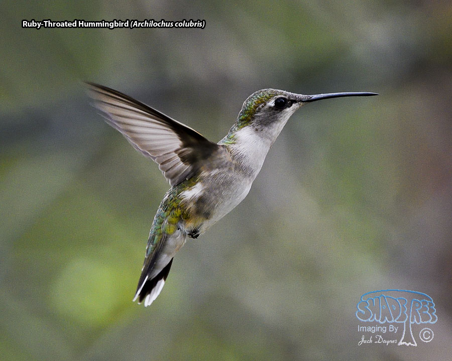 Ruby-Throated Hummingbird - Archilochus colubris
