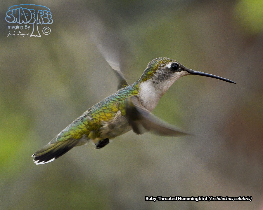 Ruby-Throated Hummingbird - Archilochus colubris