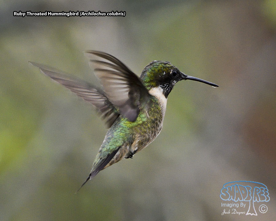 Ruby-Throated Hummingbird - Archilochus colubris
