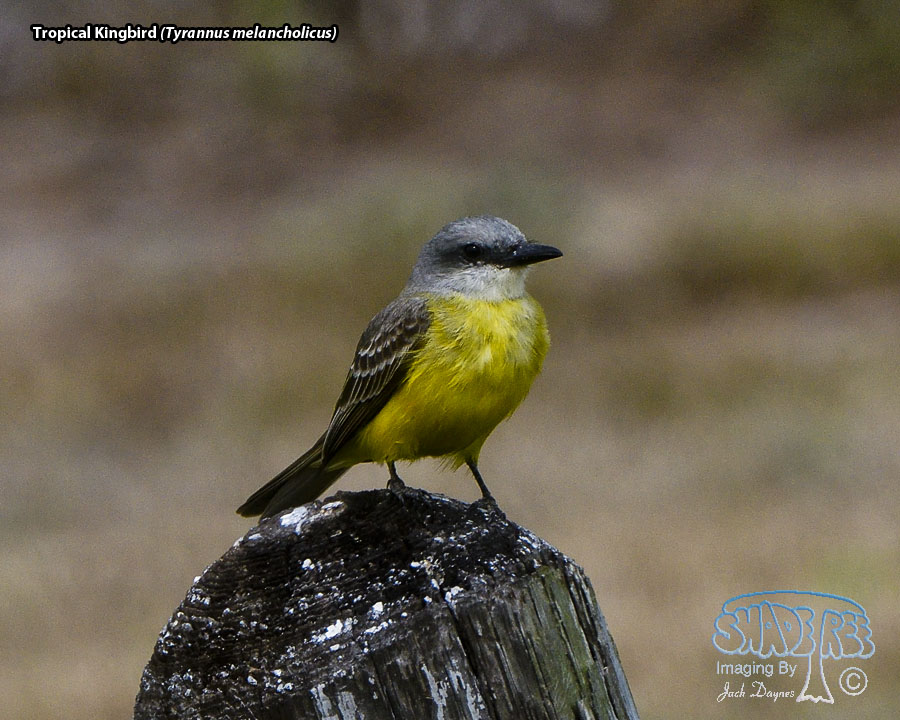 Tropical Kingbird - Tyrannus melancholicus