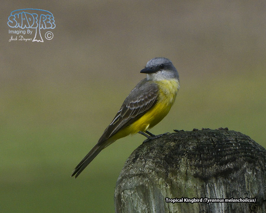 Tropical Kingbird - Tyrannus melancholicus