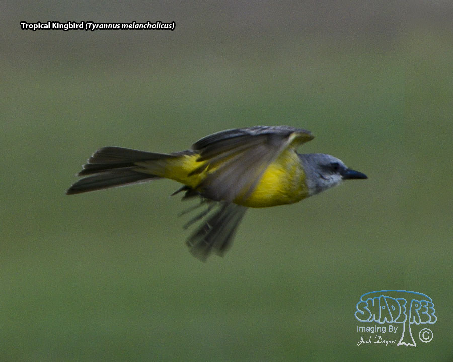 Tropical Kingbird - Tyrannus melancholicus