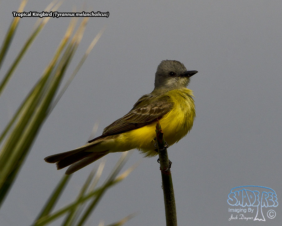 Tropical Kingbird - Tyrannus melancholicus