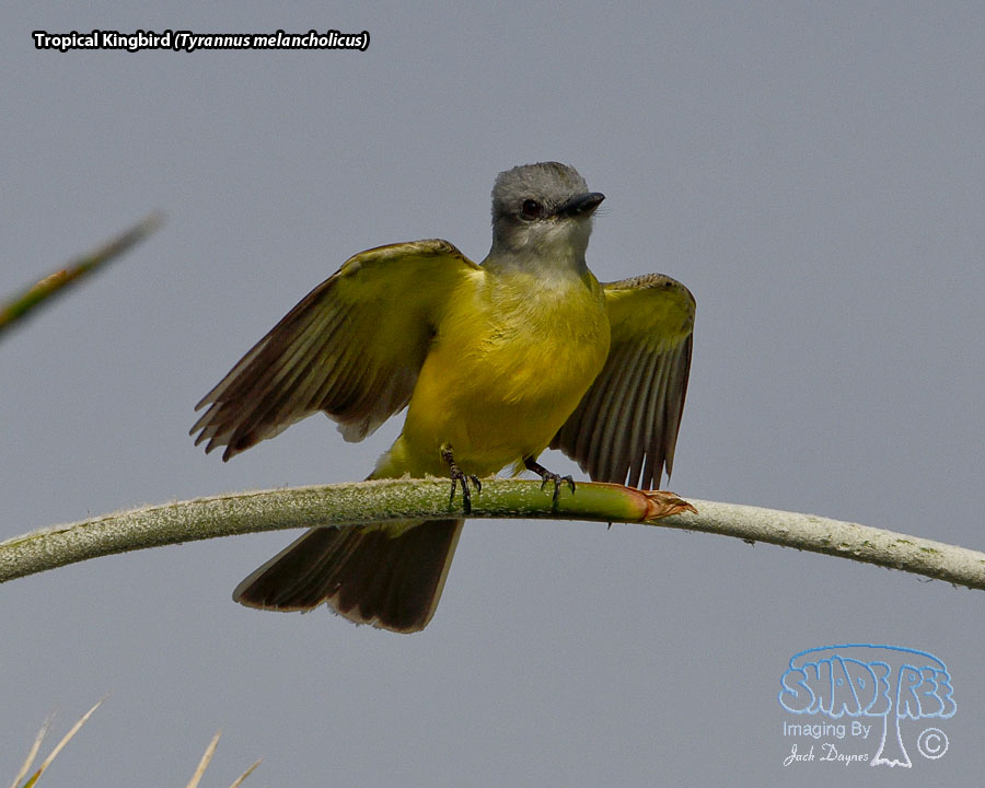 Tropical Kingbird - Tyrannus melancholicus
