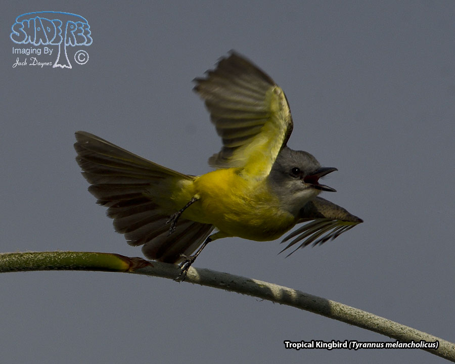Tropical Kingbird - Tyrannus melancholicus