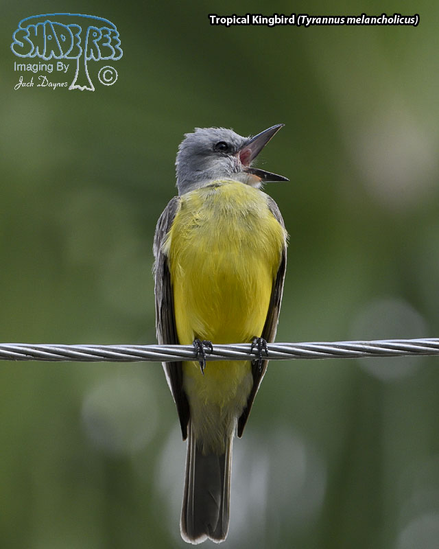 Tropical Kingbird - Tyrannus melancholicus