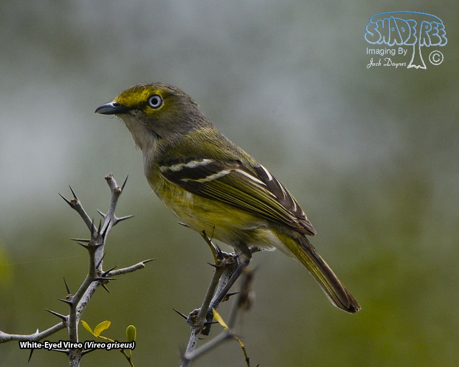 White-Eyed Vireo - Vireo griseus