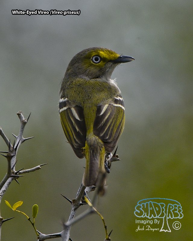 White-Eyed Vireo - Vireo griseus
