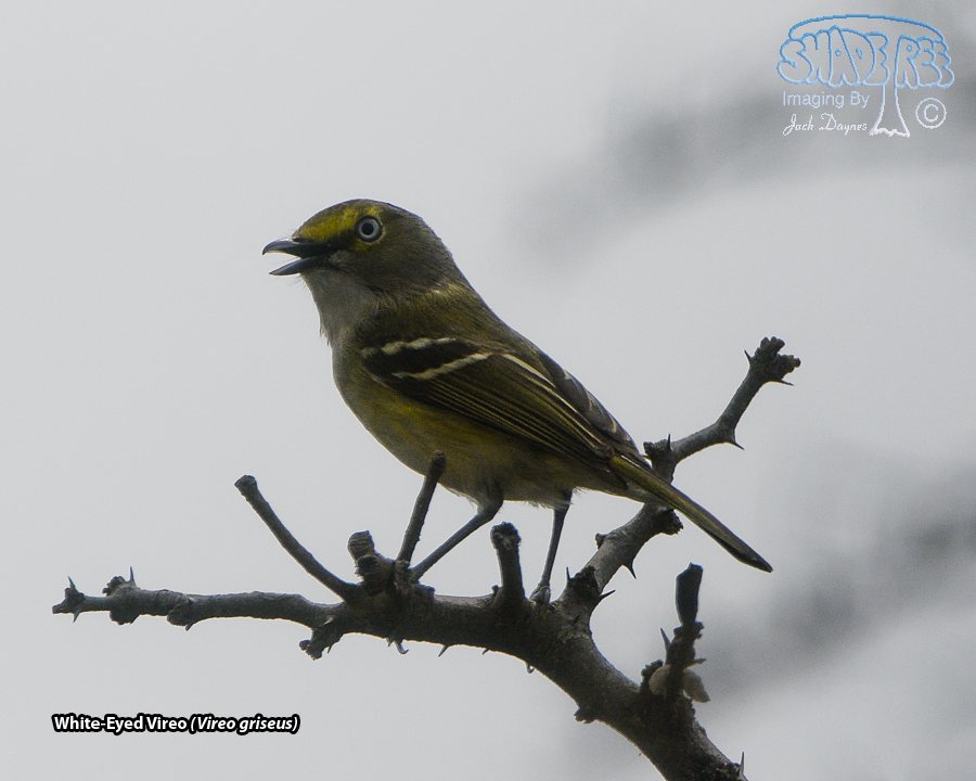 White-Eyed Vireo - Vireo griseus