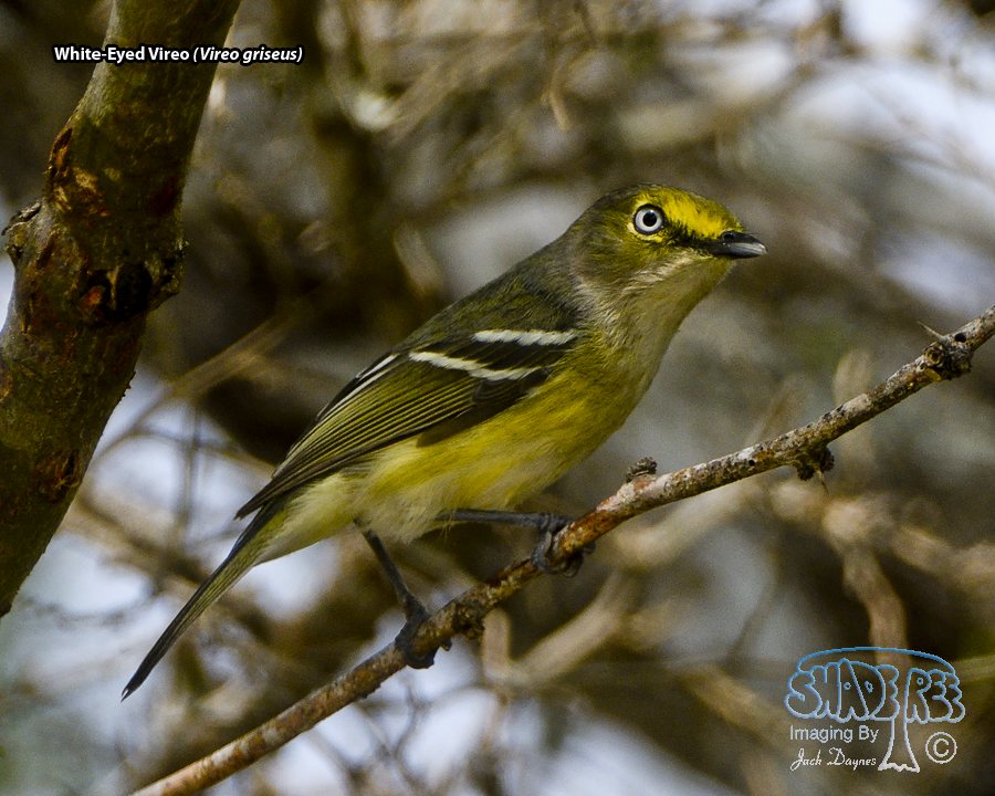 White-Eyed Vireo - Vireo griseus