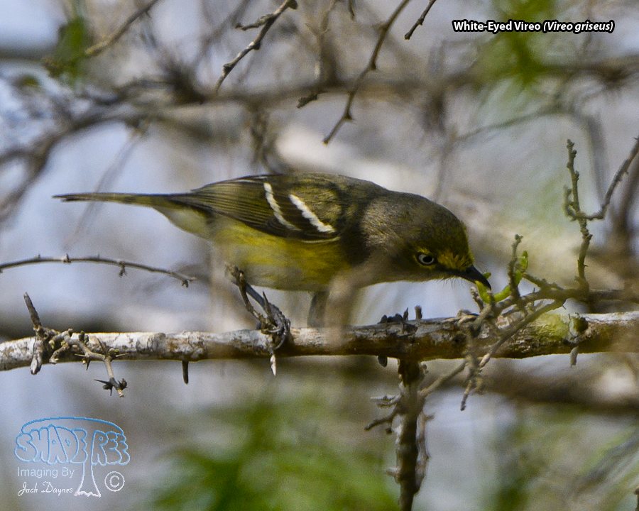 White-Eyed Vireo - Vireo griseus