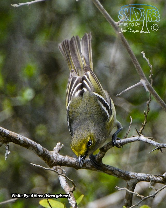 White-Eyed Vireo - Vireo griseus