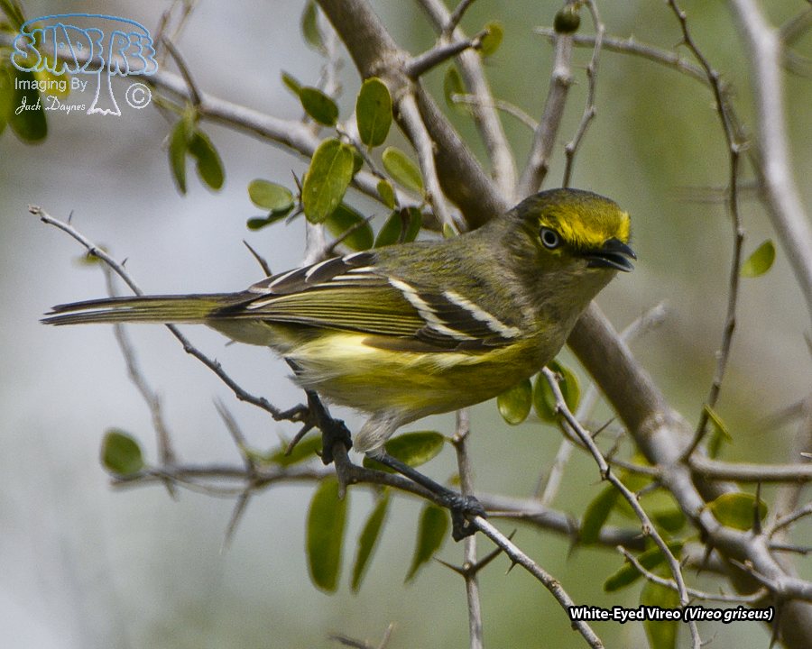 White-Eyed Vireo - Vireo griseus
