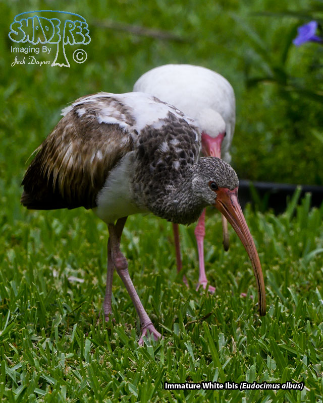 American White Ibis - Eudocimus albus