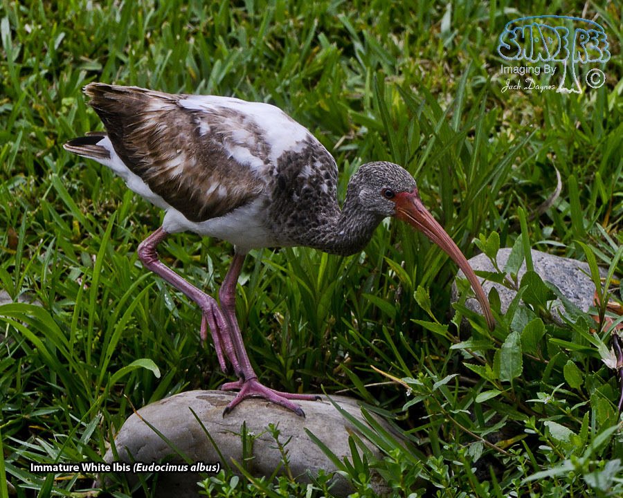 American White Ibis - Eudocimus albus