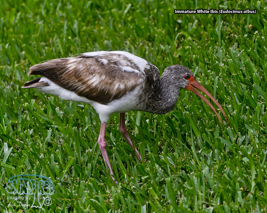 American White Ibis - Eudocimus albus