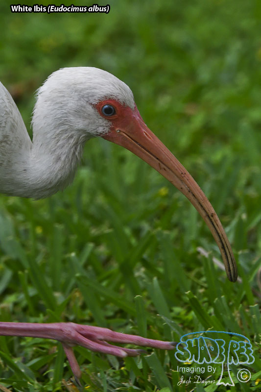 American White Ibis - Eudocimus albus