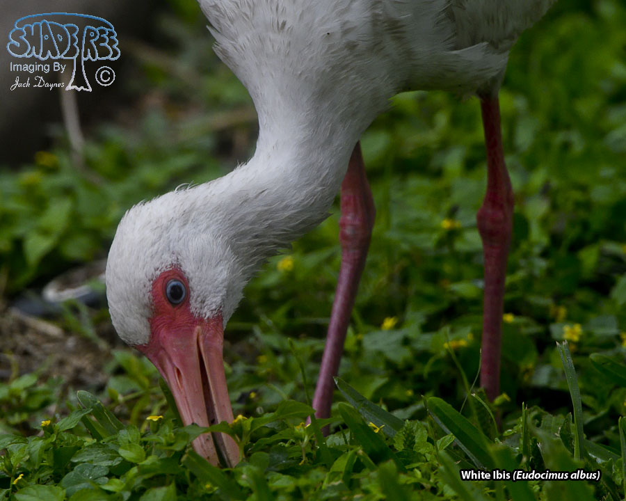 American White Ibis - Eudocimus albus