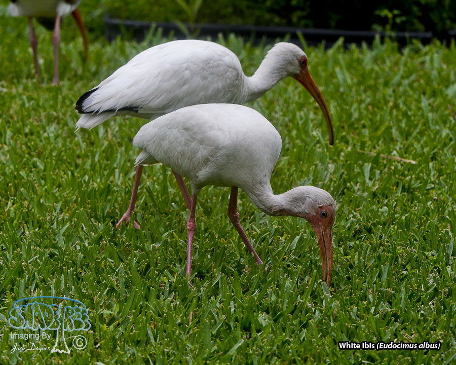 American White Ibis - Eudocimus albus