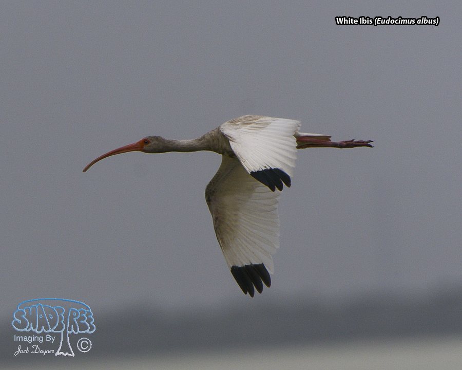 American White Ibis - Eudocimus albus