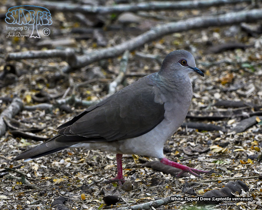 White-Tipped Dove - Leptotila verreauxi