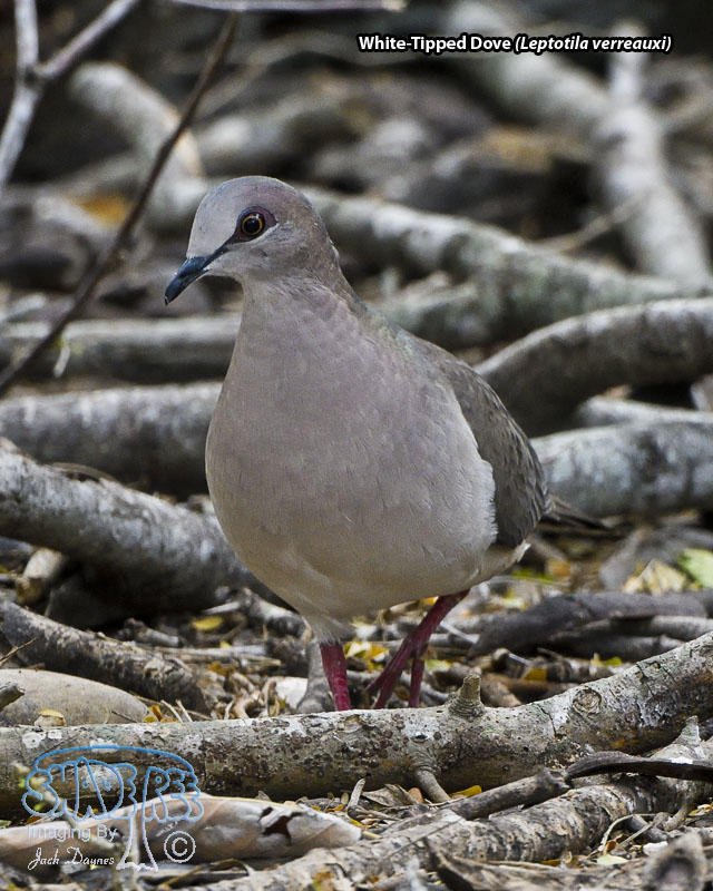 White-Tipped Dove - Leptotila verreauxi