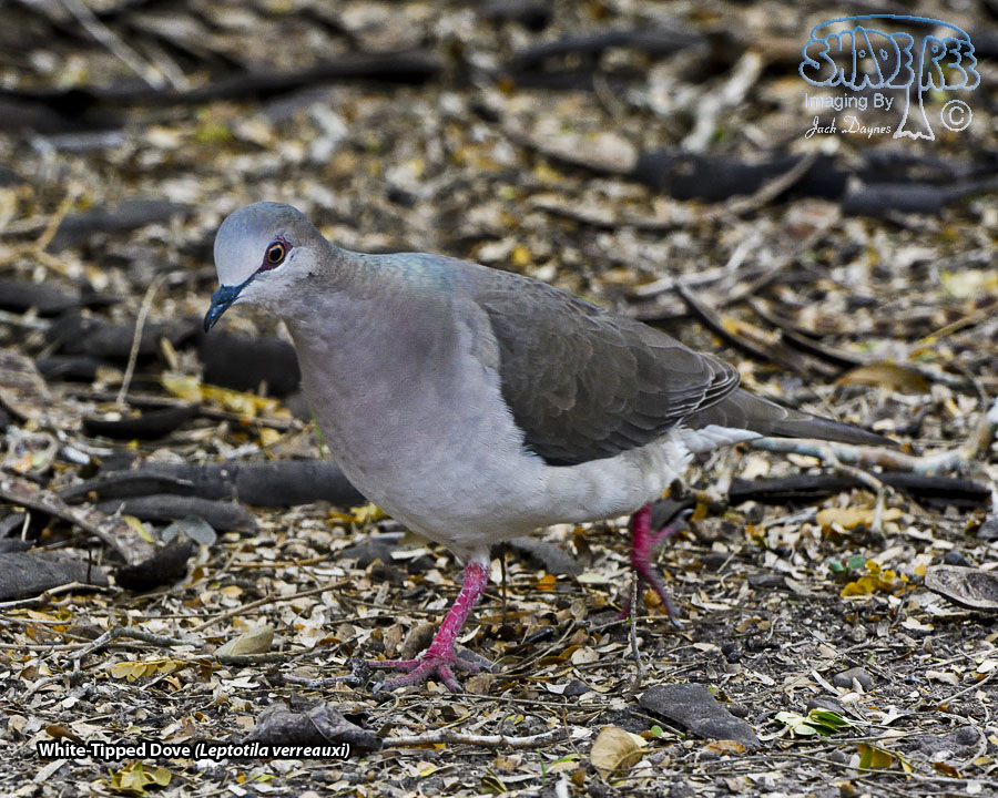 White-Tipped Dove - Leptotila verreauxi