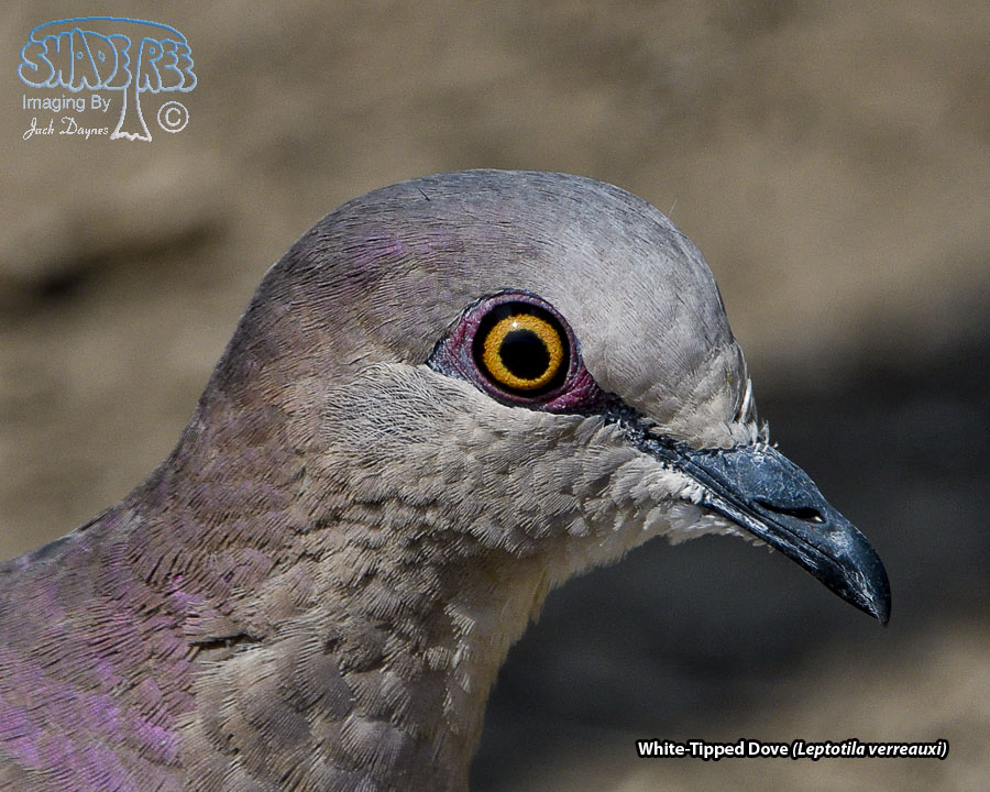 White-Tipped Dove - Leptotila verreauxi