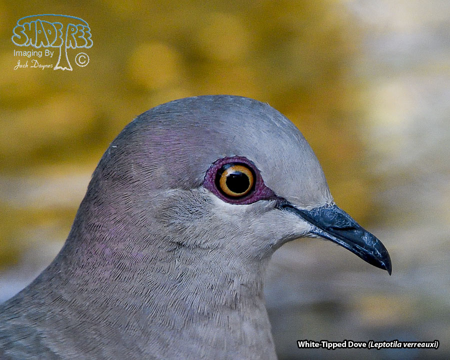 White-Tipped Dove - Leptotila verreauxi