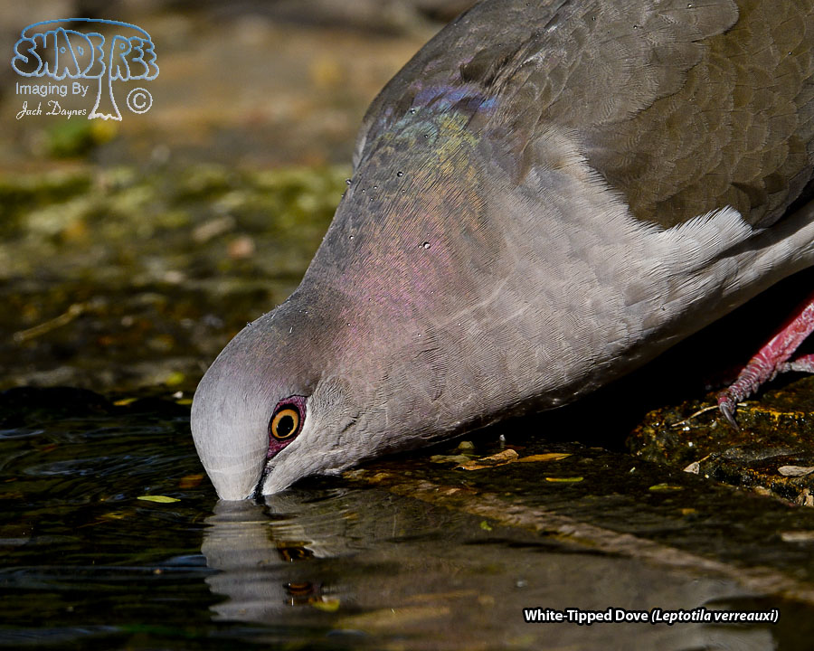 White-Tipped Dove - Leptotila verreauxi