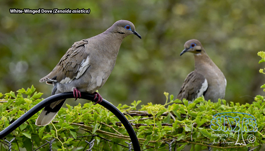 White-Winged Dove - Zenaida asiatica