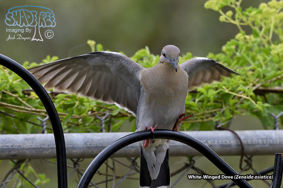 White-Winged Dove - Zenaida asiatica
