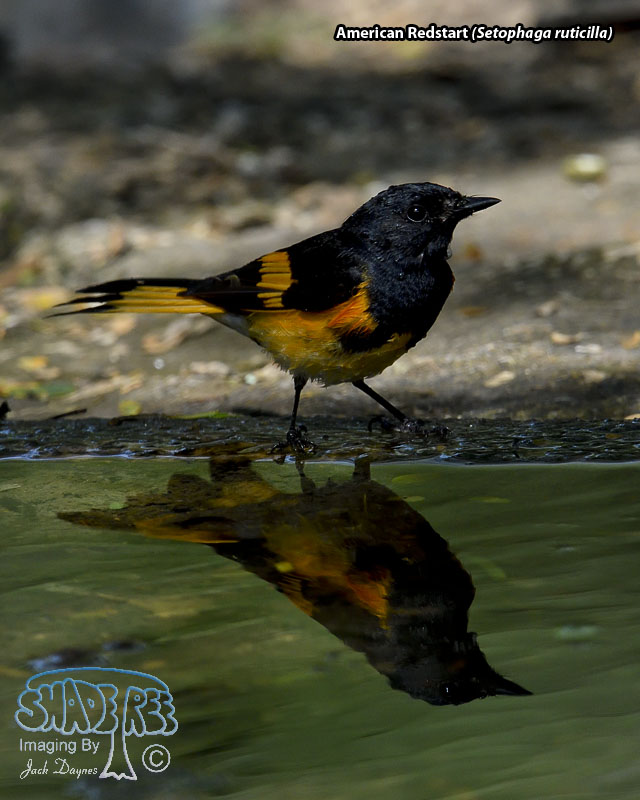 American Redstart - Setophaga ruticilla