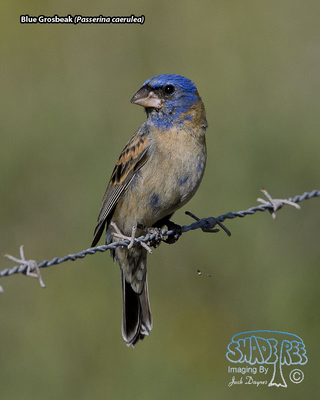 Blue Grosbeak - Passerina caerulea