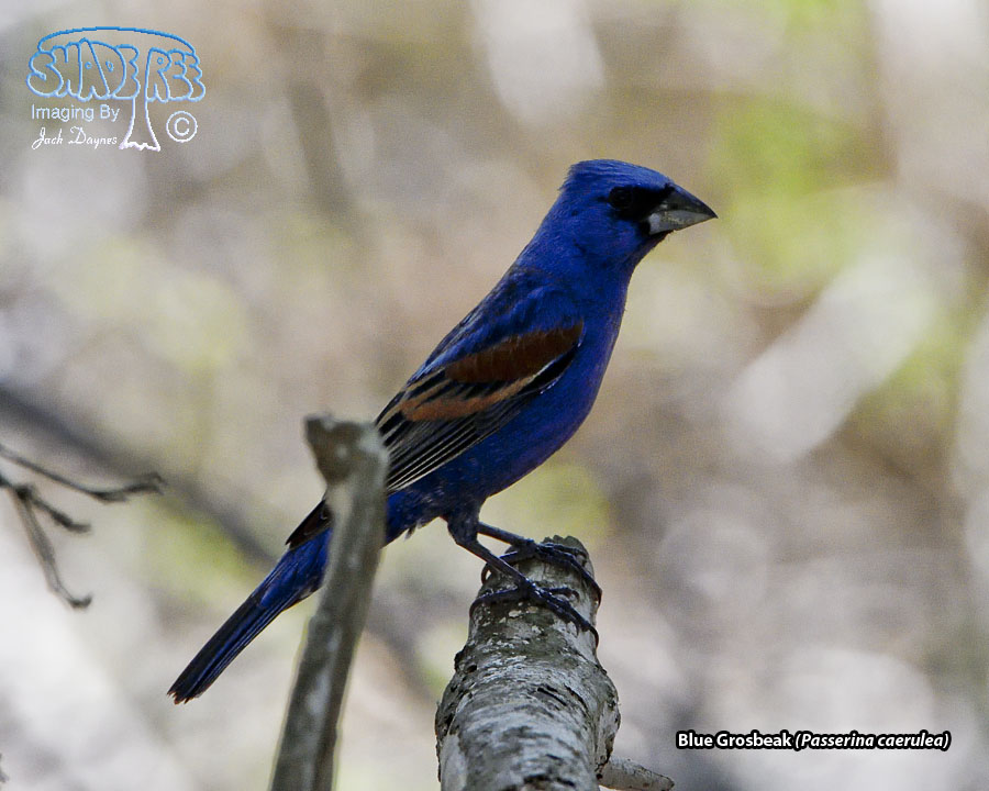 Blue Grosbeak - Passerina caerulea