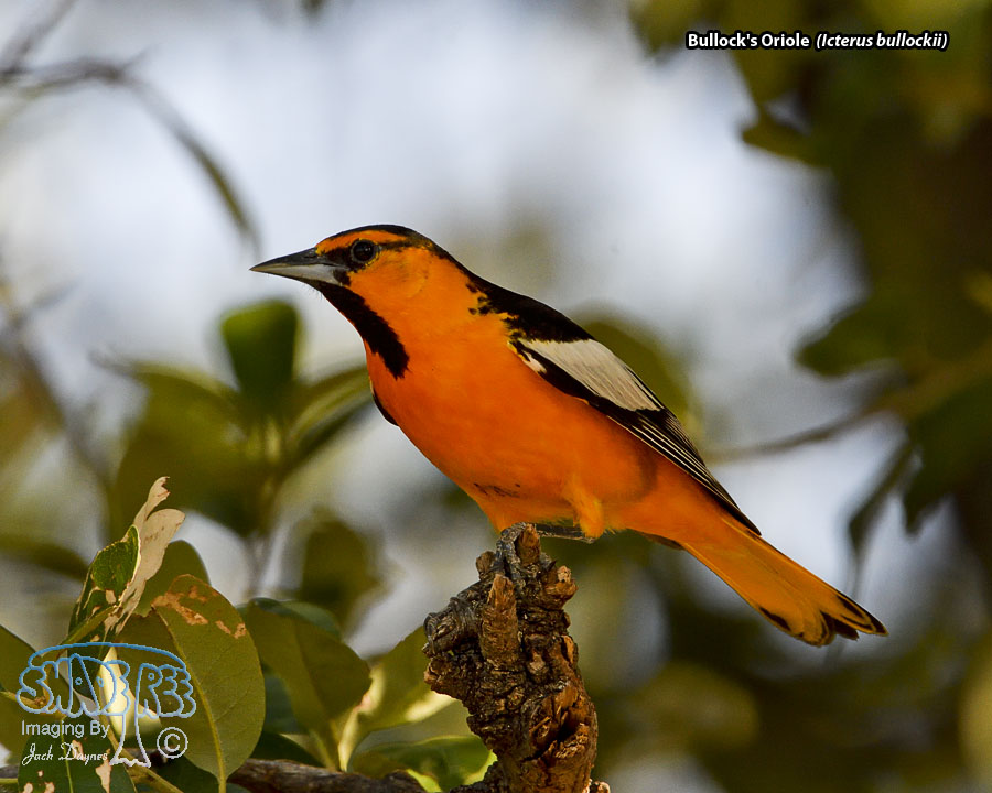Bullock's Oriole - Icterus bullockii
