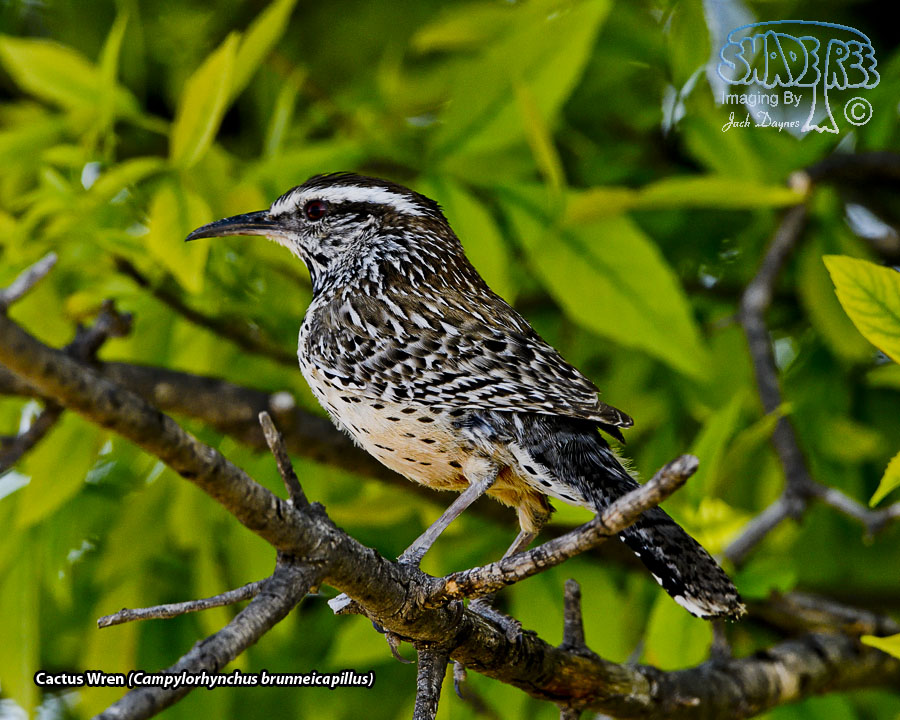 Cactus Wren - Campylorhynchus brunneicapillus