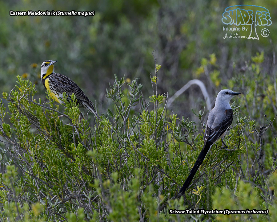 Eastern Meadowlark - Sturnella magna